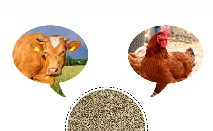 飼料養(yǎng)殖2.jpg 飼料養(yǎng)殖2.jpg