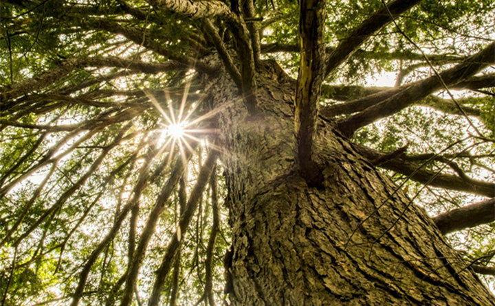 國(guó)家林草局張煒:大力發(fā)展林業(yè)生物質(zhì)能源和木竹替代 實(shí)現(xiàn)生物減排固碳 國(guó)家林草局張煒:大力發(fā)展林業(yè)生物質(zhì)能源和木竹替代 實(shí)現(xiàn)生物減排固碳