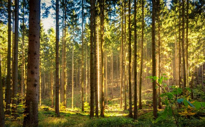 如果環(huán)境氣候破壞事件持續(xù)的增加，那么這些外部因素將導致對顆粒燃料的更高需求