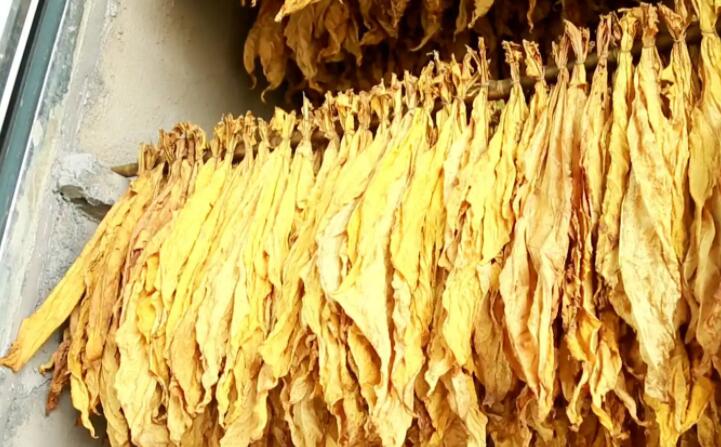 木屑顆粒燃料烘烤煙葉可以嗎？