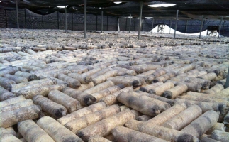 廢舊菌棒如何廢物利用？用鋸末顆粒機能增加收入